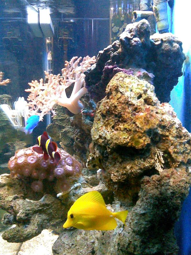 46 gallons reef tank (mostly live coral and fish) - ?