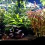 125 gallons planted tank (mostly live plants and fish) - Sorry!Picture quality is limited by the upload capacity of the site.