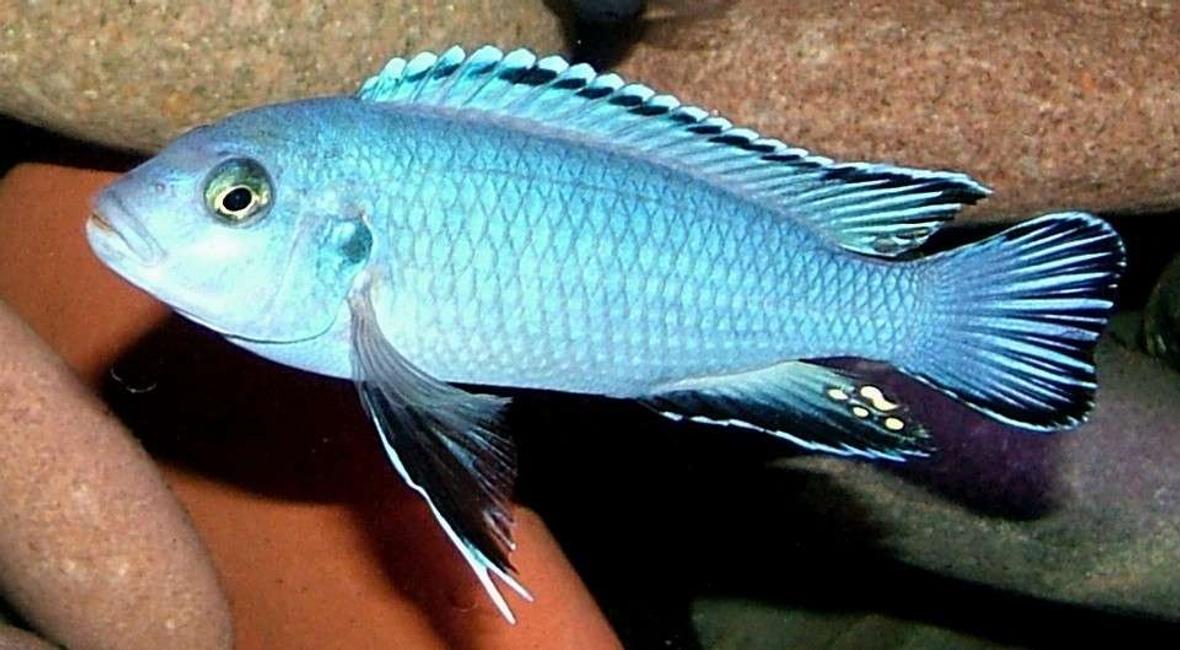 freshwater fish - pseudotropheus socolofi - powder blue cichlid stocking in 180 gallons tank - Pseudotropheus Socolofi