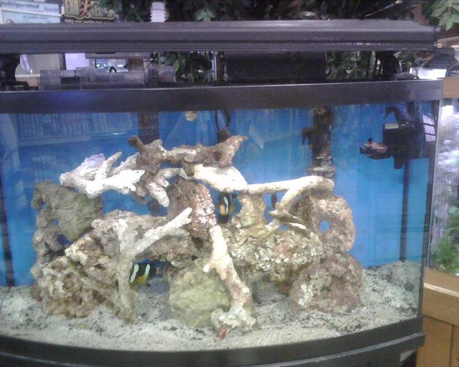 90 gallons saltwater fish tank (mostly fish, little/no live coral) - NEWEST SET-UP. 2 TEN YEAR OLD SEABAE CLOWNS, NO JOKE!