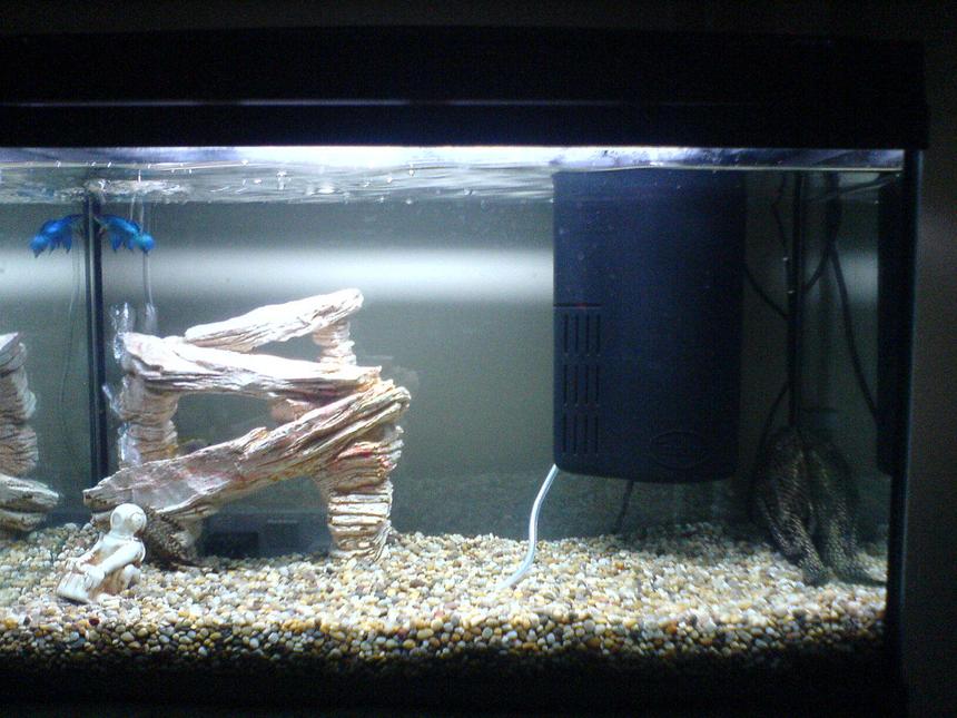 Rated #571: 80 Gallons Freshwater Fish Tank - mny fish tank