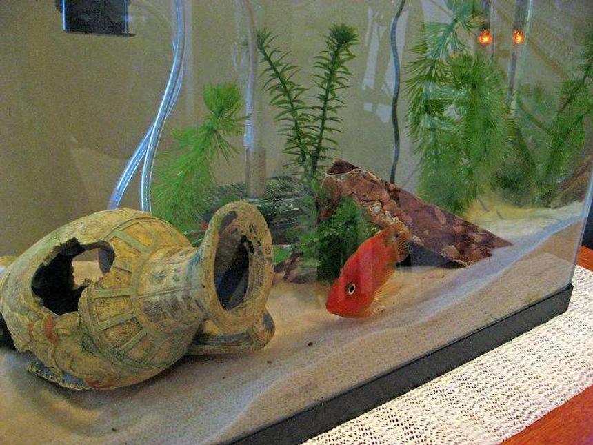 Rated #451: 5 Gallons Freshwater Fish Tank - Freshwater 5.5gal
Parrot Cichlid (bottom center)