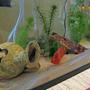 5 gallons freshwater fish tank (mostly fish and non-living decorations) - Freshwater 5.5gal Parrot Cichlid (bottom center)