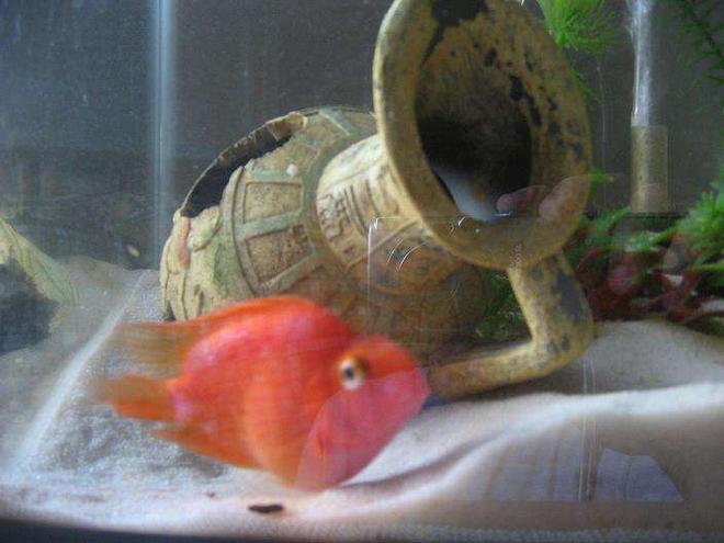 freshwater fish - heros severus x amphilophus citrinellum - blood parrot stocking in 5 gallons tank - Parrot Cichlid