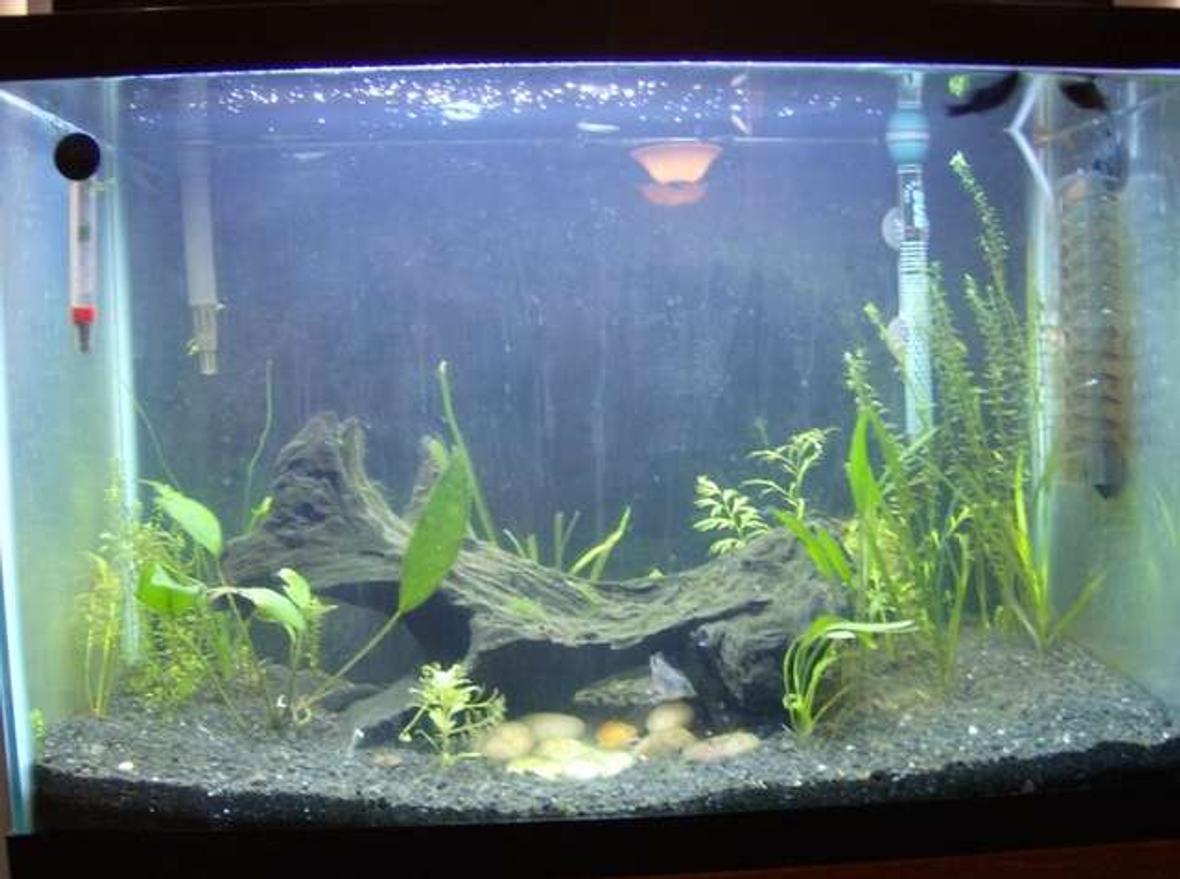 20 gallons planted tank (mostly live plants and fish) - My main 20 gallon tank