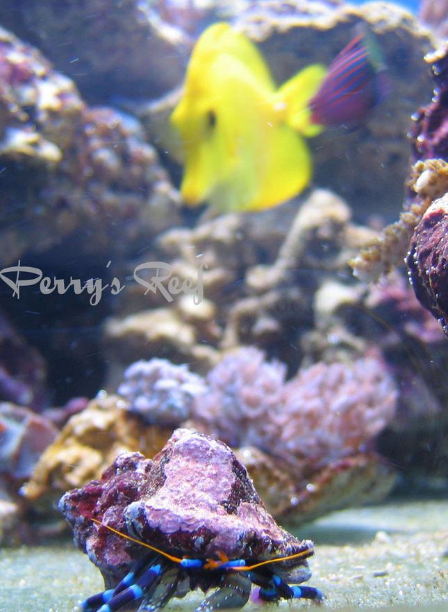 corals inverts - calcinus elegans - electric blue hermit crab stocking in 100 gallons tank - Calcinus Elegans