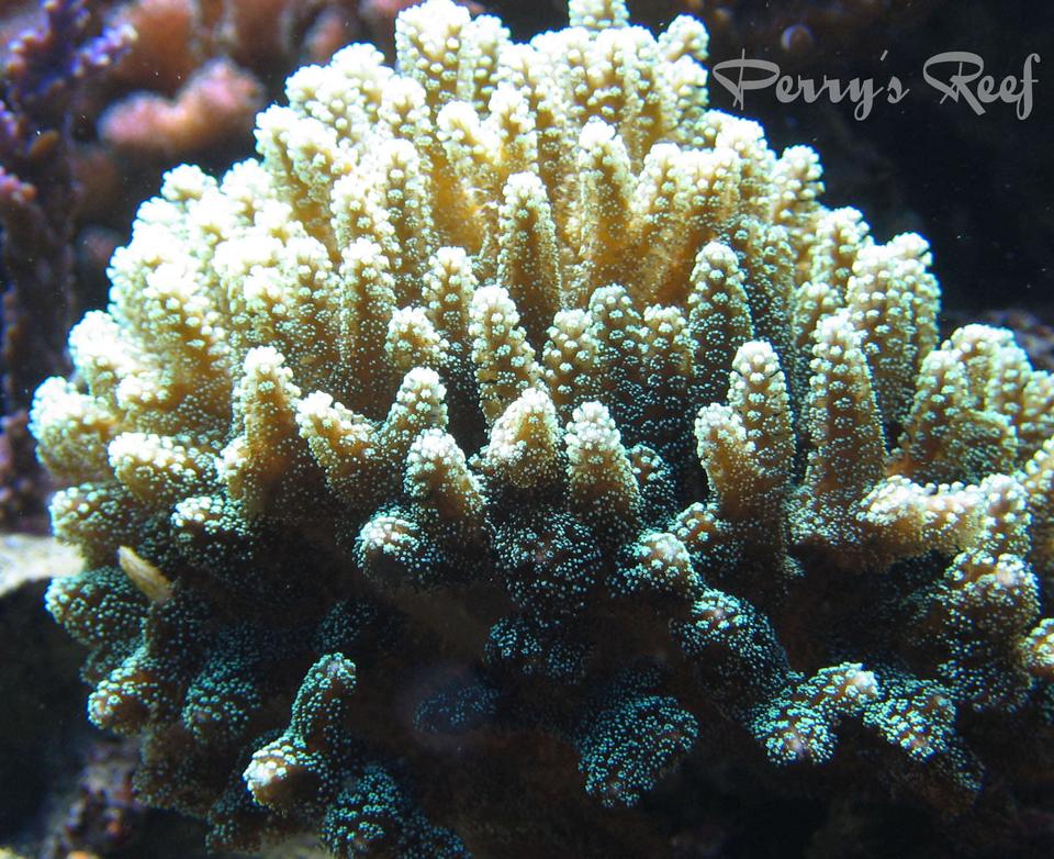 corals inverts - seriatopora caliendrum - needle coral stocking in 100 gallons tank - Seriatopora Caliendrum