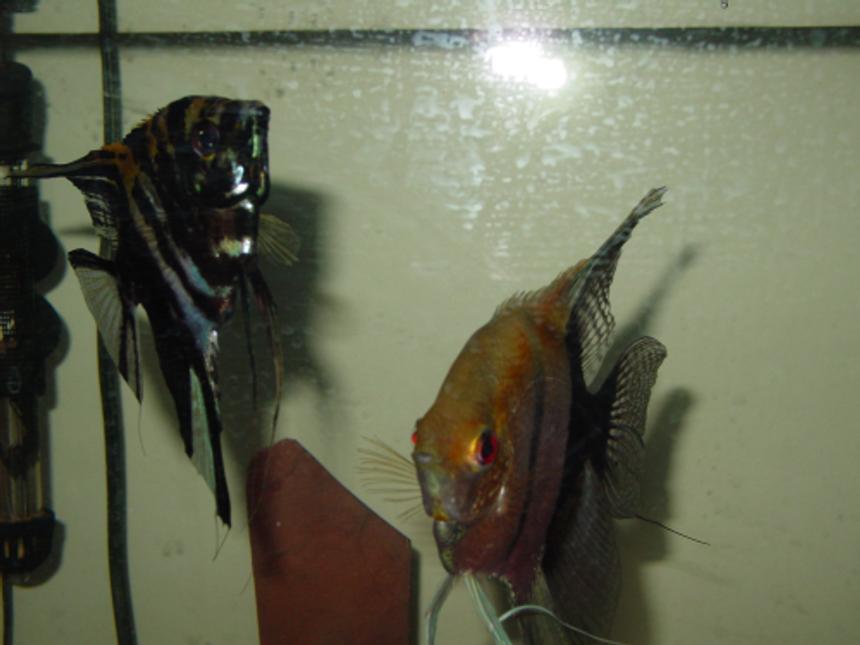 Rated #542: 55 Gallons Freshwater Fish Tank - My breeding Pair of angelfish