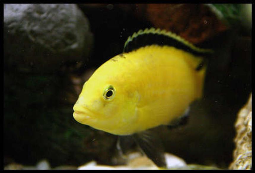 Rated #982: Freshwater Fish - Labidochromis Caeruleus - Electric Yellow Cichlid Stocking In 40 Gallons Tank - electric yellow male
