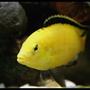 freshwater fish - labidochromis caeruleus - electric yellow cichlid stocking in 40 gallons tank - electric yellow male