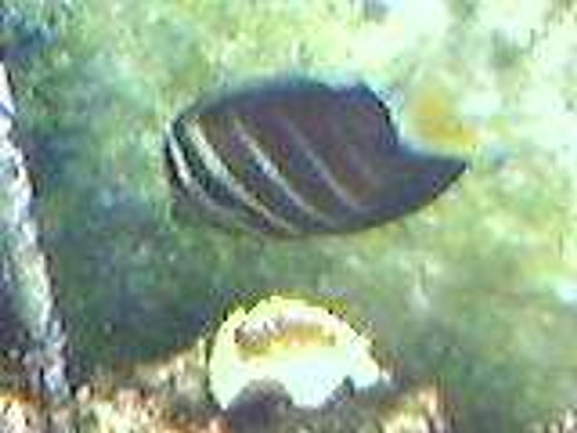 saltwater fish - zebrasoma veliferum - sailfin tang stocking in 75 gallons tank - my sailfin tang