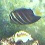 saltwater fish - zebrasoma veliferum - sailfin tang stocking in 75 gallons tank - my sailfin tang