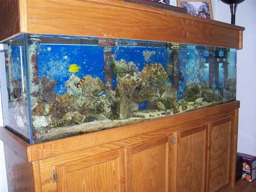 Rated #30: 125 Gallons Saltwater Fish Tank - 125gal,95lbs live rock/2clowns,1y tang,lawn mower blenny,purple tip anem