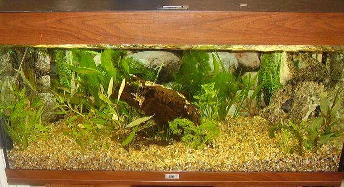 40 gallons planted tank (mostly live plants and fish) - My Convict Cichlid tank with Pleco and silver shark