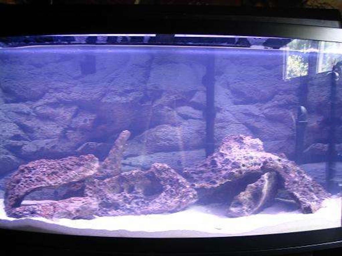 46 gallons freshwater fish tank (mostly fish and non-living decorations) - 46gallon still cycling