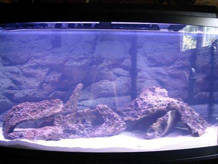 Rated #467: 46 Gallons Freshwater Fish Tank - 46gallon still cycling