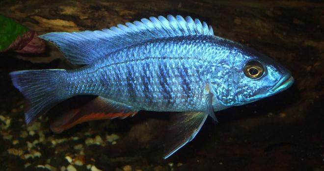 freshwater fish - sciaenochromis ahli - electric blue cichlid stocking in 90 gallons tank - electric blue also killed by idiot