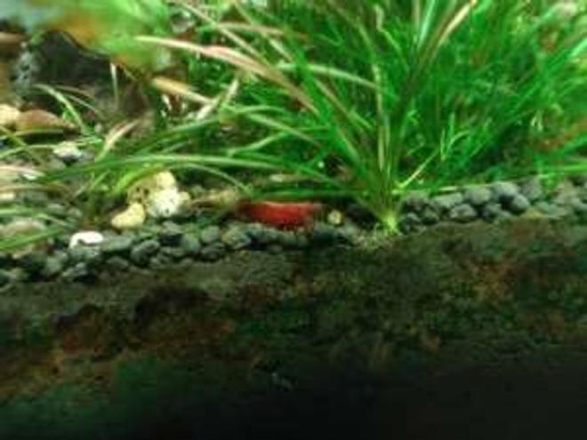 corals inverts - lysmata wurdemanni - peppermint shrimp stocking in 180 gallons tank - my shrimps