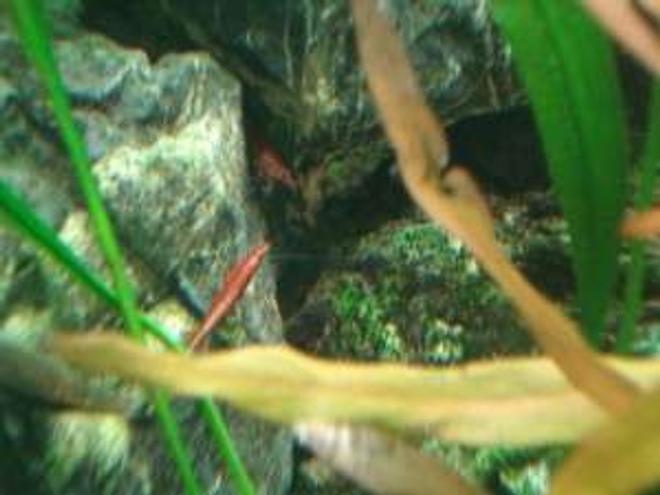 corals inverts - lysmata wurdemanni - peppermint shrimp stocking in 180 gallons tank - another shrimp