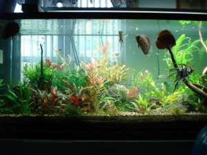 180 gallons planted tank (mostly live plants and fish) - another shot of my tank.