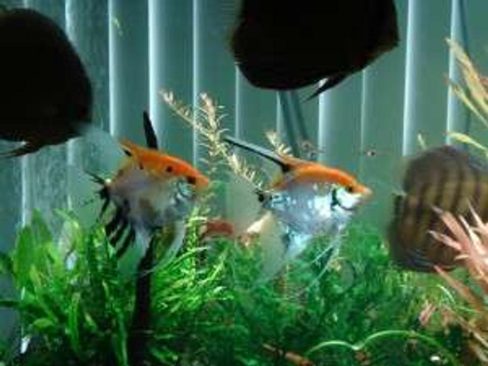 freshwater fish - pterophyllum scalare - assorted veil angel stocking in 180 gallons tank - my discus