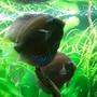 freshwater fish - symphysodon aequifasciata - royal blue discus stocking in 180 gallons tank - my discus