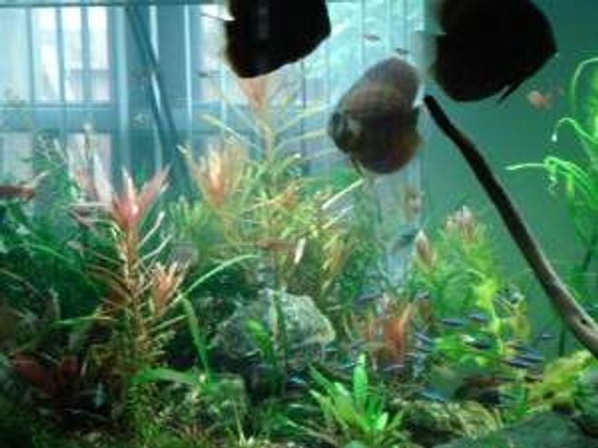freshwater fish - symphysodon aequifasciata - royal blue discus stocking in 180 gallons tank - my discus