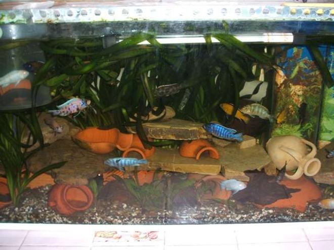 70 gallons freshwater fish tank (mostly fish and non-living decorations) - cichlid malawi