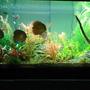fish tank picture - another shot of my tank