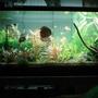 180 gallons planted tank (mostly live plants and fish) - my tank