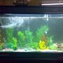 80 gallons freshwater fish tank (mostly fish and non-living decorations) - 80 gallon brand new tank