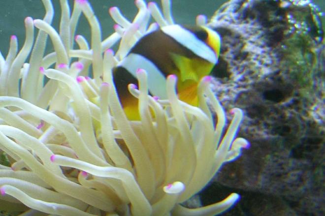 saltwater fish - amphiprion clarkii - clarkii clownfish stocking in 90 gallons tank - Compliments to Fish Of Eden for guiding me to a great start to my reef tank!