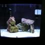 14 gallons saltwater fish tank (mostly fish, little/no live coral) - FTS