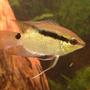 freshwater fish - mesonauta festivus - festivum cichlid stocking in 90 gallons tank - young sertivum