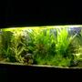 40 gallons planted tank (mostly live plants and fish) - Happy fish!