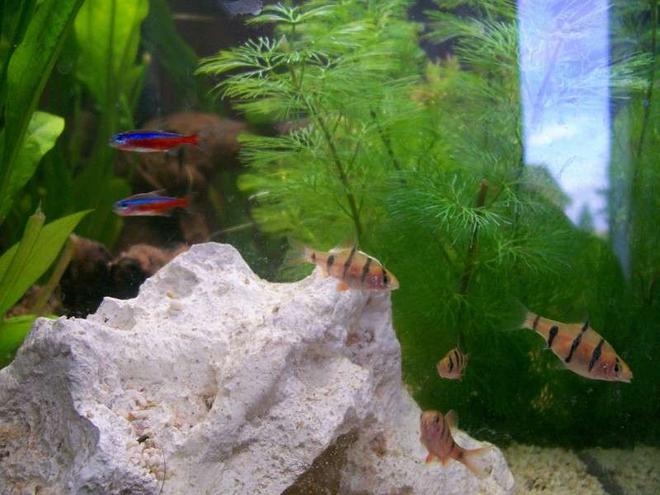 freshwater fish - paracheirodon axelrodi - cardinal tetra stocking in 32 gallons tank - My Pentazona Barb and Cardinal Tetra