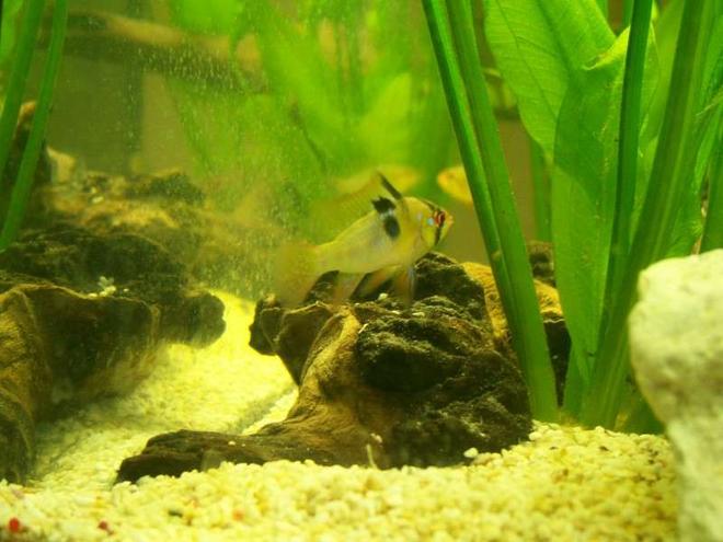 freshwater fish - papiliochromis ramirezi - german blue ram stocking in 32 gallons tank - One of my German Blue Rams