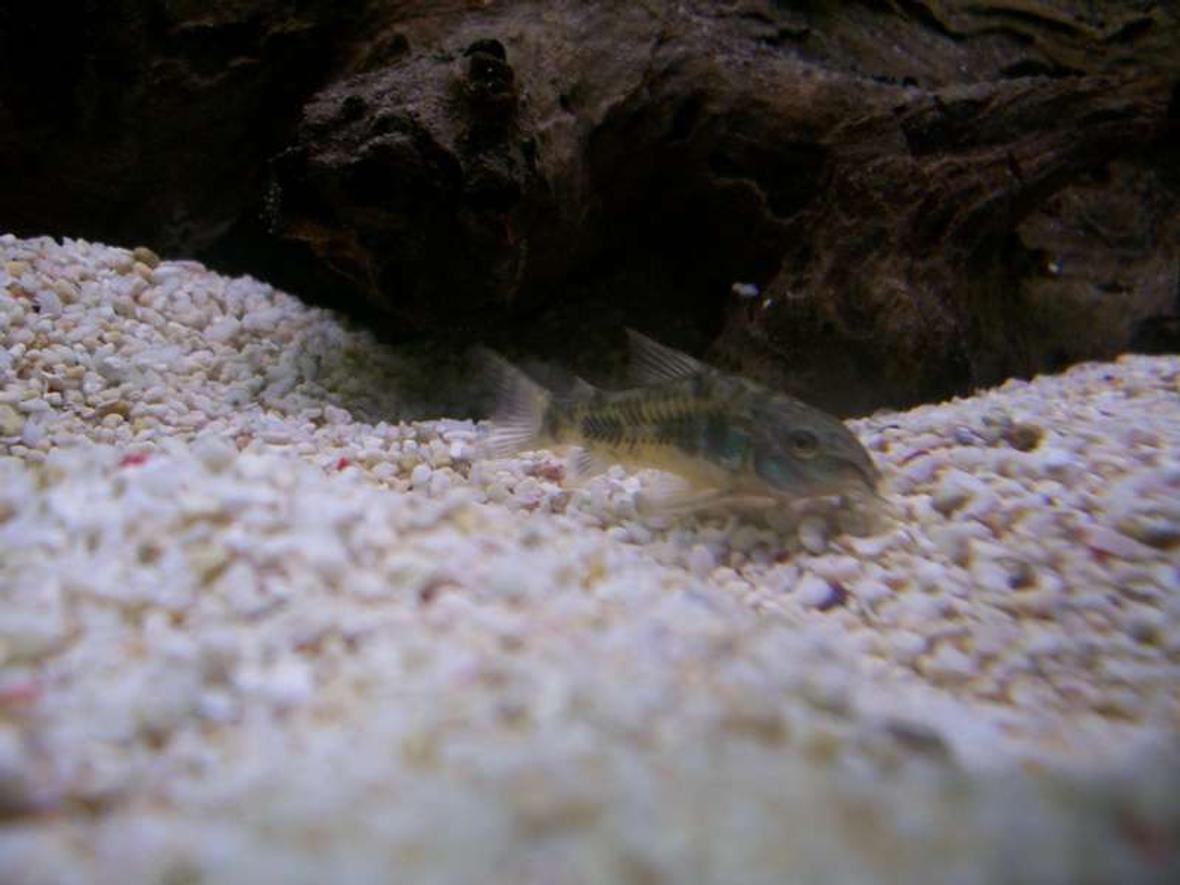 freshwater fish - corydoras paleatus - peppered cory cat stocking in 32 gallons tank - One of my Peppered Corydoras