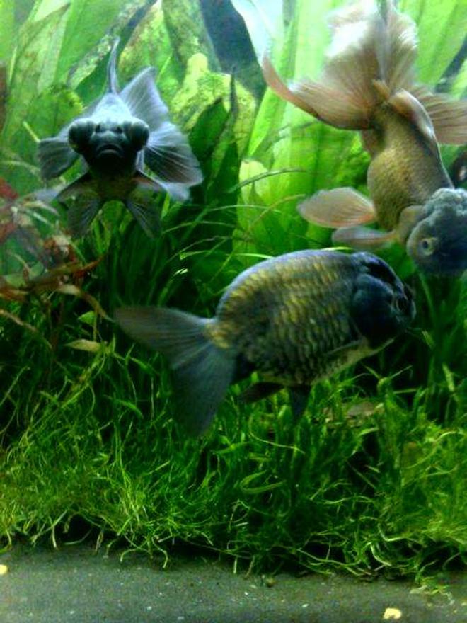 freshwater fish - carassius auratus - ranchu stocking in 40 gallons tank - I love the way my fish get on so well, they are a joy to watch. Shown are Bumper, Hershey and Otto.
