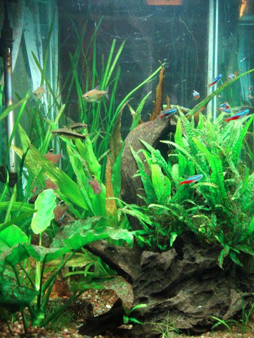 Rated #93: 60 Gallons Planted Tank - Co2 continues into mid-July.  My goal of having the Vallisneria spiralis encircle the tank is getting closer as they are sending shoots around the glass.   The Cryptocoryne grew to large, and I cut it way back so light could reach other plants.