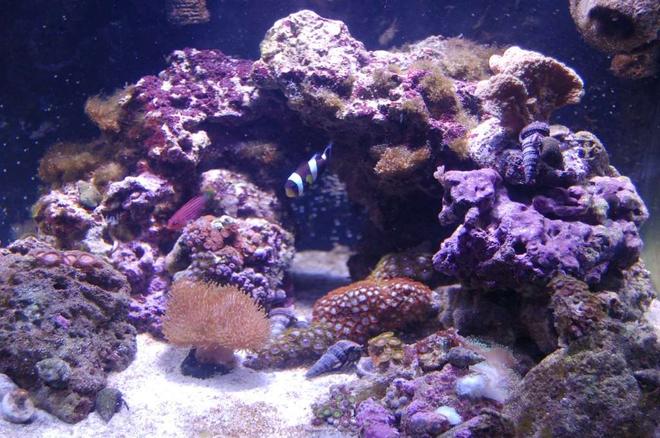 24 gallons reef tank (mostly live coral and fish) - 24g Nano cube with 150w sunpod
