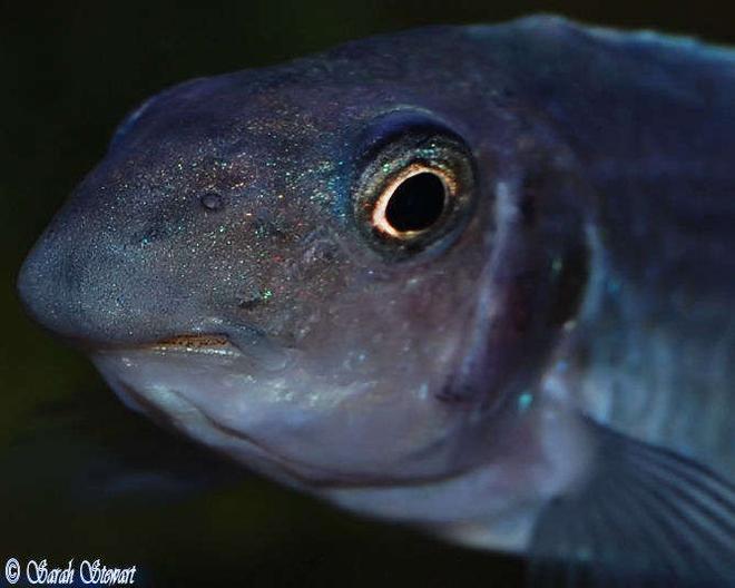 freshwater fish - labeotropheus trewavasae - trewavas mbuna stocking in 76 gallons tank - My Gorgeous L. Trewavasae