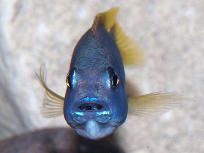 freshwater fish - pseudotropheus acei - acei cichlid stocking in 87 gallons tank - Psuedottrophius Acei Msuli female holding fry
