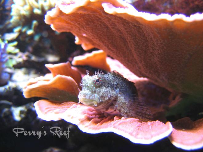 saltwater fish - salarias fasciatus - sailfin/algae blenny stocking in 100 gallons tank - Salarius Fasciatus 2