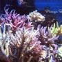 corals inverts - seriatopora hystrix - birdsnest coral stocking in 100 gallons tank - My corals