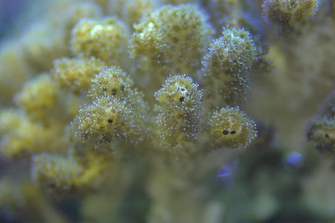 corals inverts - stylophora pistillata - butternut stylophora coral stocking in 180 gallons tank - I'll have to get Paul to describe this one.