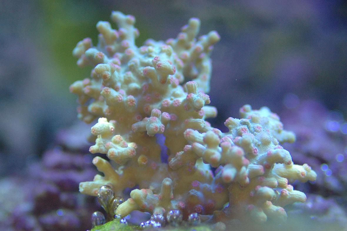 corals inverts - euphyllia paradivisa - frogspawn coral stocking in 180 gallons tank - Paul will have to describe this one.Sorry but I don't know the namesof most of our corals.