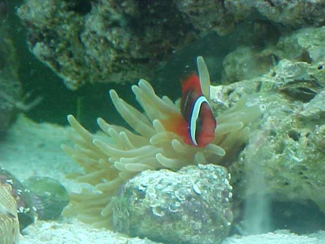 saltwater fish - amphiprion frenatus - tomato clownfish stocking in 55 gallons tank - Tomato Clown. We call him Mater