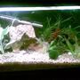 fish tank picture - this is our 3ft guppy tank with cory dory cats, albino and singing catfish