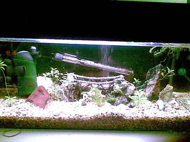 50 gallons freshwater fish tank (mostly fish and non-living decorations) - this is our 2ft baby tank, for growth and breeding selection